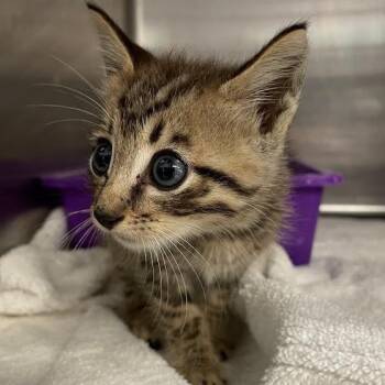 Minx -  Domestic Short Hair Cat for Adoption in Port Charlotte, Florida - Minx | PetCurious
