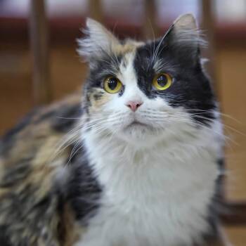 Rescue Domestic Long Hair Cats for Adoption in Fairfax, Virginia - Dalida | PetCurious