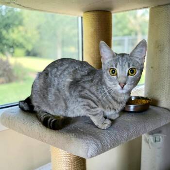 Reedie -  Domestic Short Hair Cat for Adoption in Kenhorst, Pennsylvania - Reedie | PetCurious