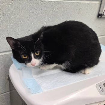 Rescue Domestic Short Hair Cats for Adoption in Chattanooga, Tennessee - Jolene | PetCurious