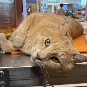 Domestic Short Hair Cats Available for Adoption in Huntsville, Alabama - Leo C | PetCurious