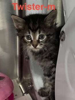 Tabby and Domestic Long Hair Cats Available for Adoption in Brookhaven, Mississippi - Twister 26 | PetCurious