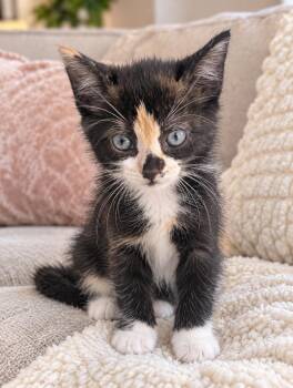 Elvira -  Domestic Short Hair Cat for Adoption in Los Angeles, California - Elvira | PetCurious