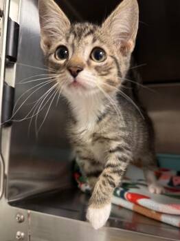 Dan (Petsmart) -  Domestic Short Hair Cat for Adoption in Ocala, Florida - Dan (Petsmart) | PetCurious