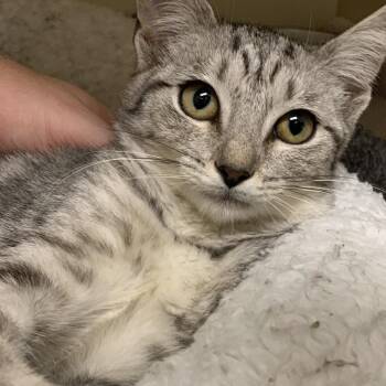 Barry & Capt Snow -  Domestic Short Hair Cat for Adoption in Philadelphia, Pennsylvania - Barry & Capt Snow | PetCurious