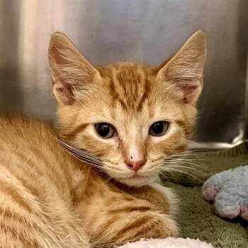 Prance -  Domestic Short Hair Cat for Adoption in Walnut Creek, California - Prance | PetCurious