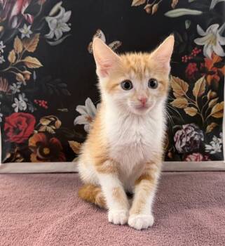 Smoliv -  Domestic Short Hair Cat for Adoption in Raleigh, North Carolina - Smoliv | PetCurious