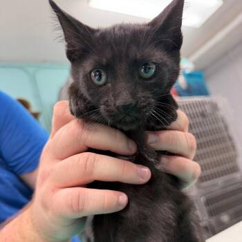 Shrimp -  Domestic Short Hair Cat for Adoption in Port Charlotte, Florida - Shrimp | PetCurious
