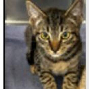 Larry -  Domestic Short Hair Cat for Adoption in Reno, Nevada - Larry | PetCurious