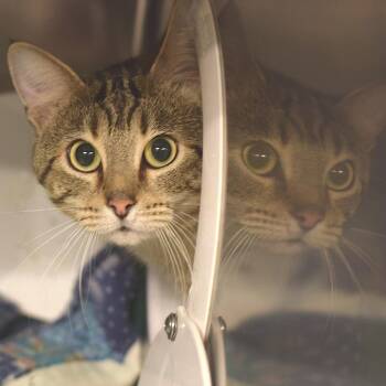 Tuck -  Domestic Short Hair Cat for Adoption in Belleville, Illinois - Tuck | PetCurious