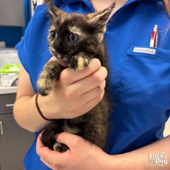Briar -  Domestic Short Hair Cat for Adoption in Washington, District Of Columbia - Briar | PetCurious