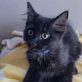 Geode -  Domestic Long Hair Cat for Adoption in Grand Island, Nebraska - Geode | PetCurious