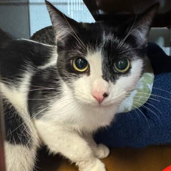 BARNUM -  Domestic Short Hair Cat for Adoption in Richmond, California - BARNUM | PetCurious