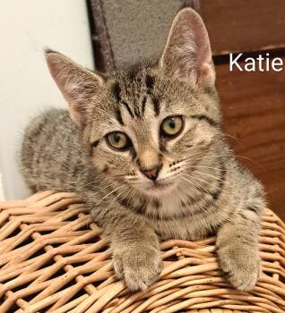 Katie -  Domestic Short Hair Cat for Adoption in Buffalo, New York - Katie | PetCurious