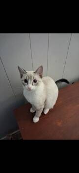 Rescue Siamese Cats for Adoption in Conover, North Carolina - Ivy | PetCurious