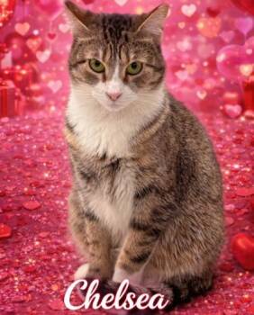 Chelsea -  Domestic Short Hair Cat for Adoption in Mustang, Oklahoma - Chelsea | PetCurious