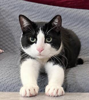 American Shorthair Cats Available for Adoption in Philadelphia, Pennsylvania - Mew Mew | PetCurious