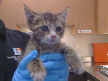 DOUG -  Domestic Short Hair Cat for Adoption in Sacramento, California - DOUG | PetCurious