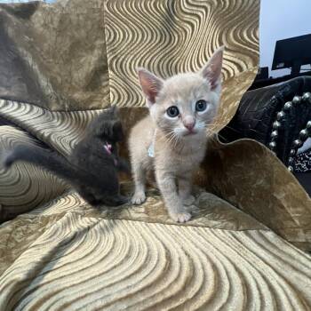 Pilot -  Domestic Short Hair Cat for Adoption in Brea, California - Pilot | PetCurious