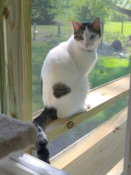 Domestic Short Hair Cats Available for Adoption in Miami, Oklahoma - Baby Girl | PetCurious