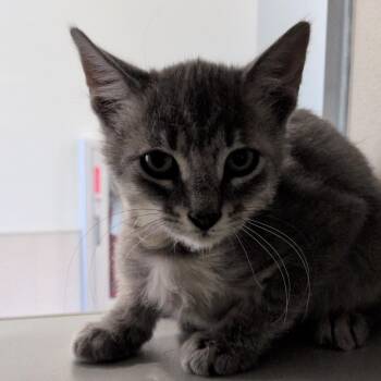 Sea Lion -  Domestic Short Hair Cat for Adoption in Reno, Nevada - Sea Lion | PetCurious