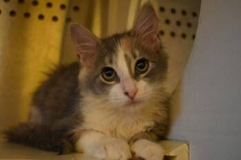 Nancy -  Domestic Medium Hair and Domestic Short Hair Cat for Adoption in Kansas City, Missouri - Nancy | PetCurious