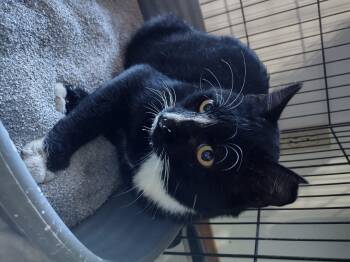 Rescue Domestic Short Hair Cats for Adoption in Mineola, Texas - Felix | PetCurious