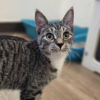 Venus -  Domestic Short Hair Cat for Adoption in Westhampton, New York - Venus | PetCurious