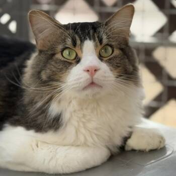 Rescue Domestic Medium Hair Cats for Adoption in Tucson, Arizona - Fosbury Flop | PetCurious