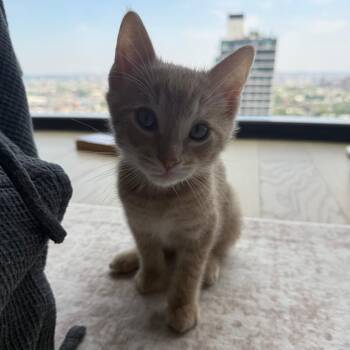 Sunset -  Domestic Short Hair Cat for Adoption in Westhampton, New York - Sunset | PetCurious