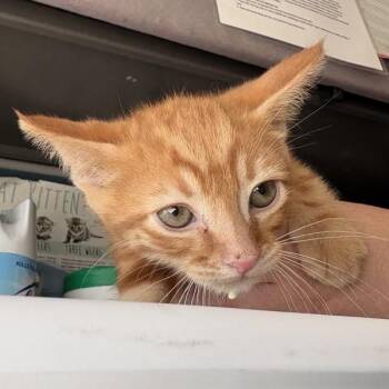 Dorito -  Domestic Short Hair Cat Available for Adoption in Salt Lake City, Utah - Dorito | PetCurious