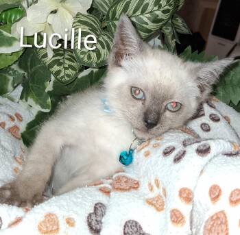 Lucille -  Domestic Short Hair Cat for Adoption in Redondo Beach, California - Lucille | PetCurious