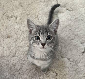 Muffin -  Domestic Short Hair Cat for Adoption in Denver, Colorado - Muffin | PetCurious