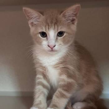 Peppermint Butler -  Domestic Short Hair Cat for Adoption in Providence, Rhode Island - Peppermint Butler | PetCurious