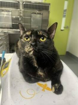 Jackque -  Domestic Short Hair Cat for Adoption in Daytona Beach, Florida - Jackque | PetCurious