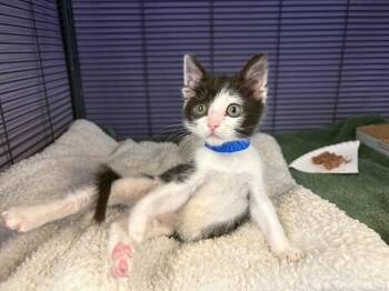 JESUS -  Domestic Short Hair Cat for Adoption in Rancho Cucamonga, California - JESUS | PetCurious