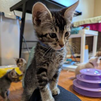 Oak -  Domestic Medium Hair Cat for Adoption in Liverpool, Texas - Oak | PetCurious