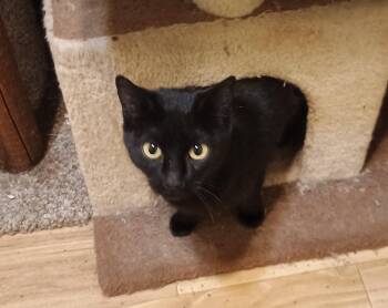 Domestic Short Hair Cats Available for Adoption - Cleo - Cuddly & Playful | PetCurious