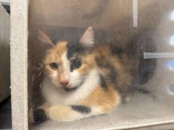 Domestic Short Hair Cats Available for Adoption in Moreno Valley, California - A550604 | PetCurious