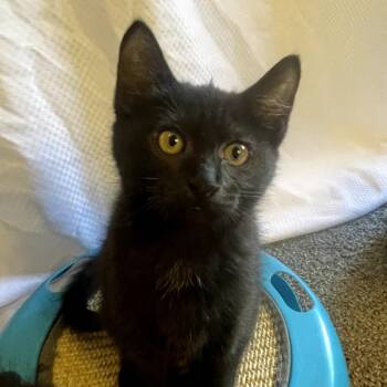 Rescue Domestic Short Hair Cats for Adoption in Ashland, Oregon - Landfill | PetCurious