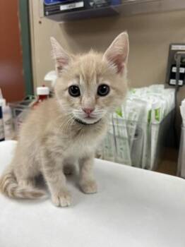 Domestic Short Hair Cats Available for Adoption in Rancho Cucamonga, California - HOPPER | PetCurious