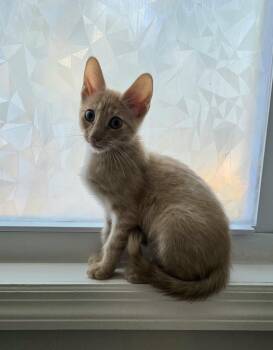 Rescue Domestic Short Hair Cats for Adoption in Wilmington, North Carolina - Dean | PetCurious