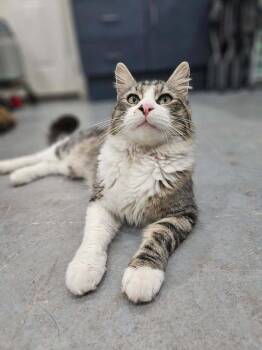 Domestic Long Hair Cats Available for Adoption in San Leon, Texas - Riley | PetCurious