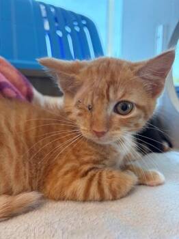 GUM DROP -  Domestic Short Hair Cat for Adoption in Leesburg, Virginia - GUM DROP | PetCurious