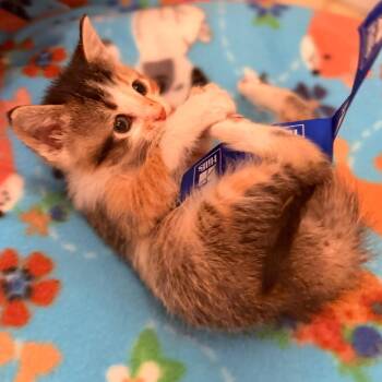 Bubbles -  Domestic Short Hair Cat for Adoption in Columbia, Missouri - Bubbles | PetCurious