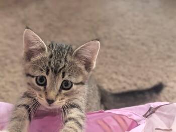 Lilith -  Tabby Cat for Adoption in San Antonio, Texas - Lilith | PetCurious