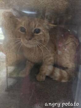Angry Potato -  Domestic Short Hair Cat Available for Adoption in Dickson, Tennessee - Angry Potato | PetCurious