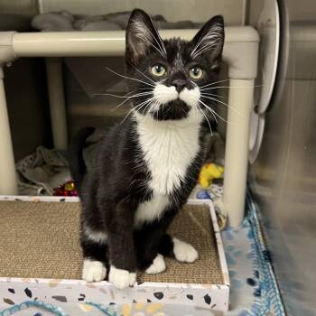 Yogi -  Domestic Short Hair Cat for Adoption in Keizer, Oregon - Yogi | PetCurious