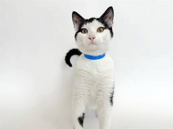 Rescue Domestic Short Hair Cats for Adoption in Brentwood, Missouri - KIKI | PetCurious