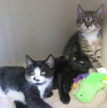 Domestic Short Hair Cats Available for Adoption in Brockton, Massachusetts - Frasier, Niles & Daphne | PetCurious